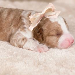 Marshmallow - Red  female Goldendoodle puppy in Hopkins County, Texas from Boutique Doodles