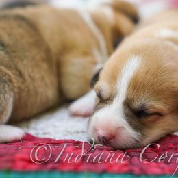 Pembroke Welsh Corgi Puppies from Indiana Corgis LLC