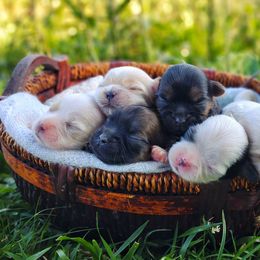 Companion Cross, Havanese, Mal-Shi, Maltese, Maltipoo, Morkie, and Shih Tzu Puppies from Seeking Shalom Acres Maltese, Maltipoos & Havamalts
