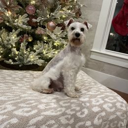 Gigi - Miniature Schnauzer