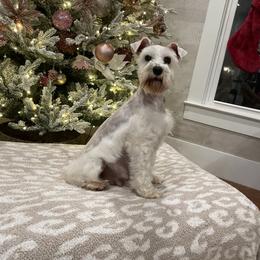 Gigi - Miniature Schnauzer
