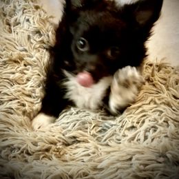 Health Tested CKC Perseid - Black and white male Chihuahua puppy in Scottdale, Pennsylvania from Itty Bitty Boston & Chi Co, Veteran Owned