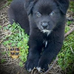 Amor - Black & white male Miniature Australian Shepherd puppy in El Dorado Springs, Missouri from HP Aussie Kennels
