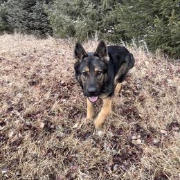 Seuss - German Shepherd