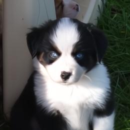 Black Tri Male with Blue Eyes and Full White Collar - Black tri male Miniature Australian Shepherd puppy in Parma, Idaho from Arena Valley Acres