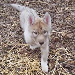 German Shepherd and Siberian Husky Puppies from Sstar