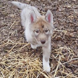 German Shepherd and Siberian Husky Puppies from Sstar