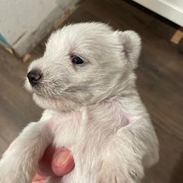 Merlin - White male Miniature Schnauzer puppy in Interlachen, Florida from Pam's Schnauzers