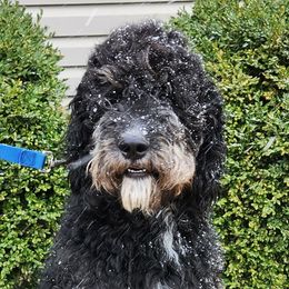 Lady - Bernedoodle