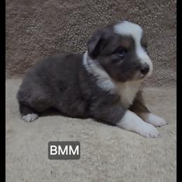 Jb1 - Blue merle male Miniature Australian Shepherd puppy in Bend, Oregon from Badlands Toy and Mini Aussies