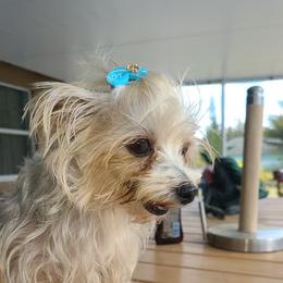 Lily - Morkie