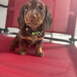 Hershey - Chocolate and tan male Dachshund puppy in Clewiston, Florida from Redlands Farm