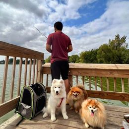 Samoyed Puppies from Hill Country Samoyeds