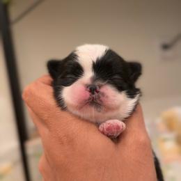 Blessed's Archie AKC - Sable and white male Shih Tzu puppy in Apollo Beach, Florida from Blessed’s Shih Tzu