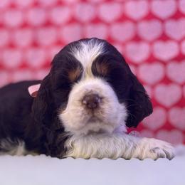 Celia - Liver white and tan female English Springer Spaniel puppy in Crawford, Tennessee from Lilly Lane Spaniels