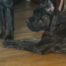 Cane Corso puppies from Giosci Cane Corso