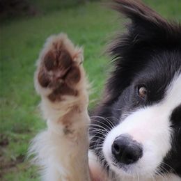Border Collies, Miniature Australian Shepherds, and Toy Australian Shepherds from Windy Ridge Farms