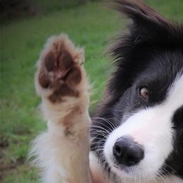 Border Collies, Miniature Australian Shepherds, and Toy Australian Shepherds from Windy Ridge Farms