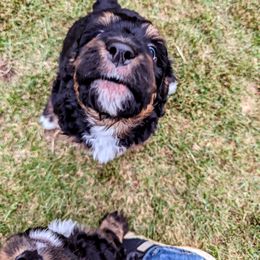 Bernedoodle Puppies from Rafter 58 Bernedoodles
