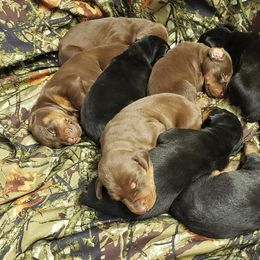 Doberman Pinscher Puppies from Knights Squire Dobermans