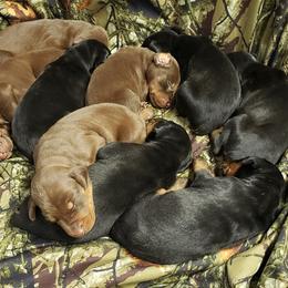 Doberman Pinscher Puppies from Knights Squire Dobermans
