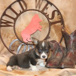 Pembroke Welsh Corgi Puppies from Wild West Corgis of Texas
