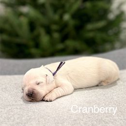 Cranberry - Light golden female Golden Retriever puppy in Conroe, Texas from Tails of Cypress
