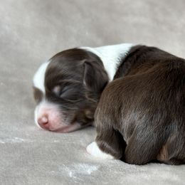 Bernedoodle Puppies from Huckleberry Bernedoodles