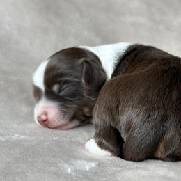 Bernedoodle Puppies from Huckleberry Bernedoodles