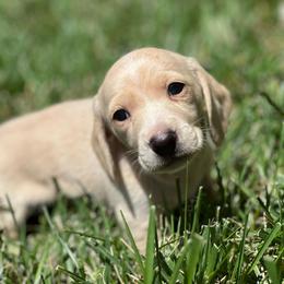 George - Cream male Dachshund puppy in Palo Cedro, California from RK Doxies