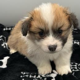 Boy 2 - Red male Pembroke Welsh Corgi puppy in Glenwood, Minnesota from Minnewaska Corgi Co