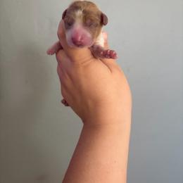 Apollo - Piebald male Dachshund puppy in Colorado from T&C Dachshunds