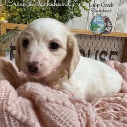 Eevee - Piebald female Dachshund puppy in Fayetteville, West Virginia from Loop Creek Dachshunds