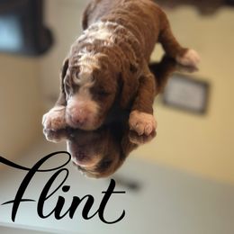 Flint - Red  Poodle puppy in Dayton, Texas from Wolfe Island Poodles