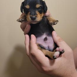 Oreo (chiweenie) - Black and tan male Dachshund puppy in Pinson, Alabama from Sweet Honey Bunn Hounds