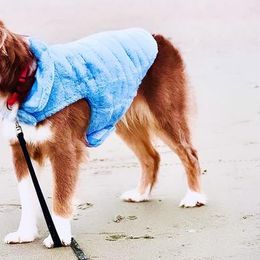 Austria - Australian Shepherd