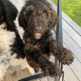 Jewel (Free-see description) - Sable female Bernedoodle puppy in Lewisville, Texas from Zink Doodles