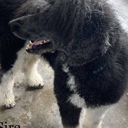 Poodles from Carla Baroni