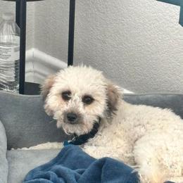 Comet - Sable male Poodle puppy in Jarrell, Texas from Grapeshot Poodles & Doodles