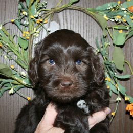 Australian Labradoodle Puppies from Windsor Creek Labradoodles