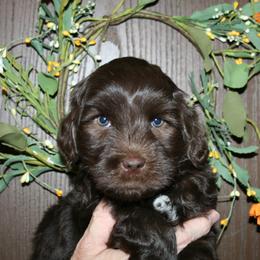 Australian Labradoodle Puppies from Windsor Creek Labradoodles