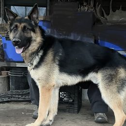 CANE - German Shepherd