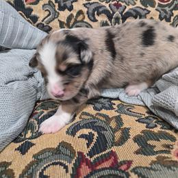 Allan a Dale - Blue merle male Australian Shepherd puppy in Wrightsville, Georgia from Wild Magnolia Farms Aussies