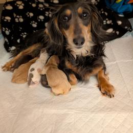 Rain - Chocolate and tan male Dachshund puppy in Kitty Hawk, North Carolina from Dare Devil Dachshunds