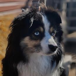 Tilly - Toy Australian Shepherd
