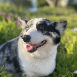Kauai - American Corgi