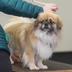 Chase - Tibetan Spaniel
