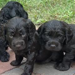 Boykin Spaniels from Riehl’s Boykin Spaniels