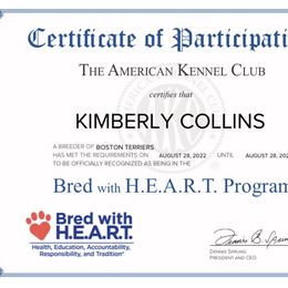 Boston Terrier Puppies from Kimbo’s Bostons