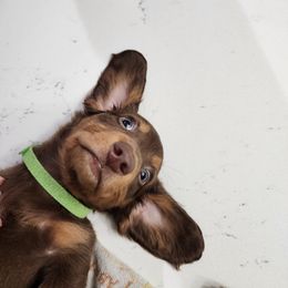 Dachshund Puppies from FureverFL